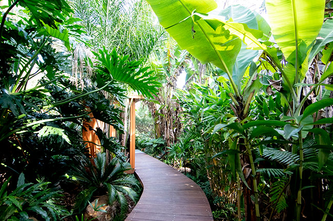 Timber pathway leading to sauna enveloped by green trees and sub-tropical plants